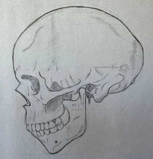 Pencil Drawing-skull